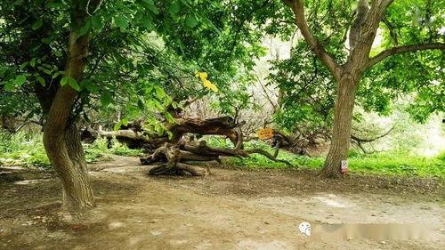 南疆旅游吃瓜,一场味蕾与视觉的旅游盛宴