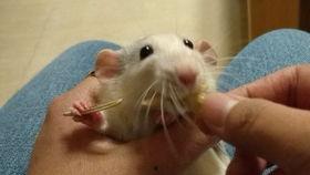 吃瓜小崽子,网络红人的崛起与争议