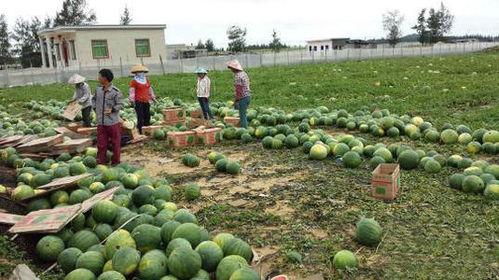 郑州吃瓜园,探寻城市中的夏日清凉美食乐园