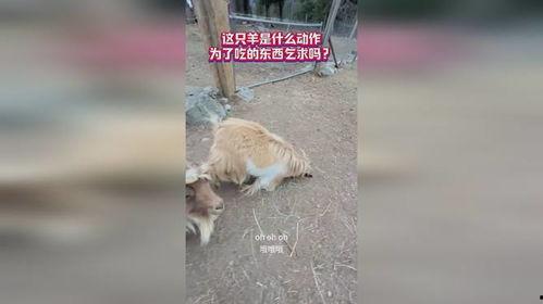 咚咚羊吃瓜动作,咚咚羊的欢乐吃瓜时光