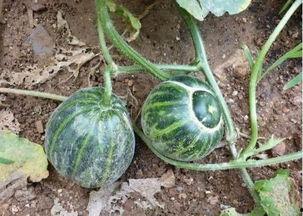 汾阳医院吃瓜叫爸爸,一场网络热传的趣味闹剧