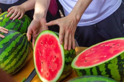 承德大学吃瓜,揭秘校园里的“瓜田”风云