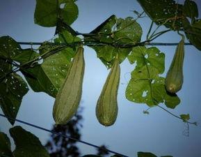 孕妇吃八棱瓜,八棱瓜助力母婴健康