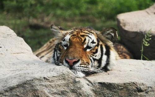 老虎吃瓜的故事视频,一场意想不到的森林奇遇