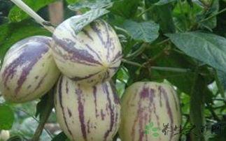 天天吃茄瓜,健康生活每一天