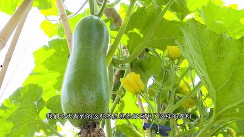 英区留学吃瓜,揭秘留学生活中的“吃瓜”瞬间