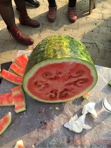 日照情侣吃瓜视频,甜蜜瞬间引发网友热议