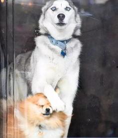 带你吃瓜奇葩狗脸型,带你领略“带你吃瓜奇葩狗”的独特魅力